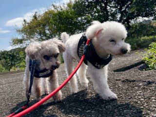 今日は気持ちよくお散歩行けたね🐾
お庭でもみんなのんびりクン活🍀

#ペットホテル#24時間在中#おうちホテル
#アットホーム#トイプードル