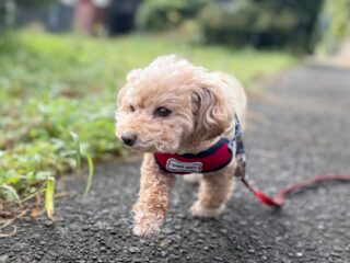 ちょこちゃん今日は気持ちよくお散歩行けたね🐾
長いお泊まり体調崩さず頑張ったね👏
お家でゆっくり休んでね☺️

また遊びに来てね╰(*´︶`*)╯♡
ありがとうございました😊

#ペットホテル#ドッグホテル#おうちホテル
#MIX

〜・〜・〜・〜・〜・〜・〜・〜・〜・〜・〜
大切なご家族が安心して過ごせるように、
一頭一頭のペースに合わせて、
お家のようにリラックスできる時間を心がけています🍀

「預けるのが初めてで心配…」
そんな飼い主さまにも安心していただけるよう、愛情を込めてお預かりしています😊💕

お気軽にお問い合わせください🐾