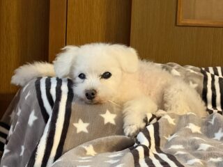 今日は外に出れず...
みんなも諦め寝て曜日だったね🥹

#ペットホテル#24時間在中#おうちホテル
#アットホーム#トイプードル
