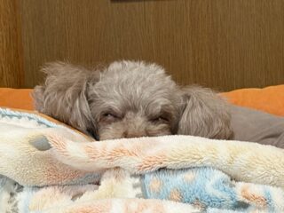 みんな丸まってのんびりお昼寝😴

また来週待ってるね╰(*´︶`*)╯♡
ありがとうございました😊

#ペットホテル#24時間在中#おうちホテル
#アットホーム#トイプードル