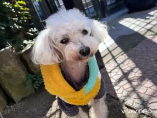 みんなのんびり暖かい場所でお昼寝💤
日差しがあるといいね♡
#ペットホテル
#ドッグホテル
#おうちホテル
#アットホーム
#神奈川県南足柄市
#小田原市
#松田町
#大井町
#山北町
#開成町
#箱根町
#老犬も安心
#24時間在中
#スコティッシュテリア
#トイプードル