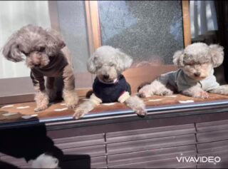 みんなマッタリのんびりダラダラ〜
今日も日向ぼっこできてよかったね♡
#ペットホテル
#ドッグホテル
#おうちホテル
#アットホーム
#神奈川県南足柄市
#小田原市
#松田町
#大井町
#山北町
#開成町
#箱根町
#老犬も安心
#24時間在中
#スコティッシュテリア
#トイプードル