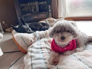 みんな寒いからあまり動かず💦
のんびりお昼寝😴
#ペットホテル
#ドッグホテル
#おうちホテル
#アットホーム
#神奈川県南足柄市
小田原市
松田町
大井町
山北町
開成町
箱根町
老犬も安心
24時間在中
スコティッシュテリア
トイプードル