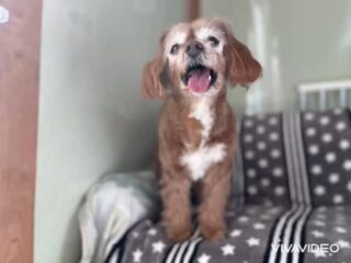 らいくんいらっしゃい❣️
もうだいぶ慣れたね😊
明日まで頑張ろう٩( ᐛ )و
#ペットホテル
#ドッグホテル
#おうちホテル
#アットホーム
#神奈川県南足柄市
小田原市
松田町
大井町
山北町
開成町
箱根町
老犬も安心
24時間在中
スコティッシュテリア
MIX