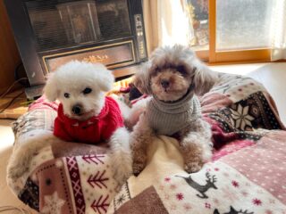 今日もみんなのんびりリラックス☺️
#ペットホテル
#ドッグホテル
#おうちホテル
#スコティッシュテリア
#トイプードル