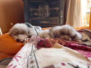 ほのぼの穏やか時間♡
#ペットホテル
#ドッグホテル
#おうちホテル
#スコティッシュテリア
#トイプードル