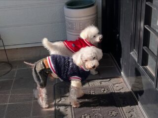 みんな気持ち良さそうにお昼寝してたね〜
のんびり日向ぼっこね♡
#ペットホテル
#ドッグホテル
#おうちホテル
#スコティッシュテリア
#トイプードル