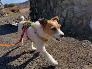 つぶちゃん初めてのお泊まり頑張ったね❣️
また遊びに来てね╰(*´︶`*)╯♡
ありがとうございました😊
#ペットホテル
#ドッグホテル
#おうちホテル
#スコティッシュテリア
#ジャックラッセルテリア