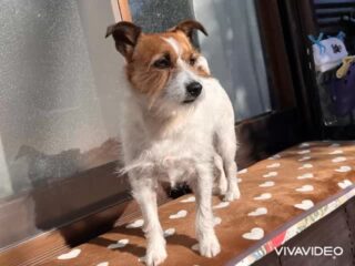 つぶちゃんだいぶ慣れてのんびりしてたね☺️
明日まで頑張ろう٩( ᐛ )و
#ペットホテル
#ドッグホテル
#おうちホテル
#スコティッシュテリア
#ジャックラッセルテリア