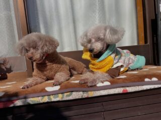 コーラくん、カールくんはトリミングへ
こちらもスッキリして可愛いぃ🩷
お留守番組はのんびり日向ぼっこだったね☺️
また来週待ってるね╰(*´︶`*)╯♡
ありがとうございました😊
#ペットホテル
#ドッグホテル
#おうちホテル
#スコティッシュテリア
#トイプードル