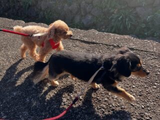 ういちゃん、ふうくん今日も朝から元気いっぱいだったね〜😁
楽しんでくれたようでよかった❣️
また遊びに来てね╰(*´︶`*)╯♡
ありがとうございました😊
#ペットホテル
#ドッグホテル
#スコティッシュテリア
#トイプードル
#チワックス