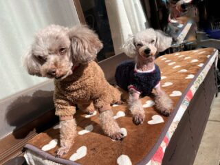 コーラくん、カールくん、クリークくん、まろんちゃんいらっしゃい❣️
日差しが暖かくて日向ぼっこ気持ちよかったね♡
風が強かったけど💦
#ペットホテル
#24時間在中
#おうちホテル
#スコティッシュテリア
#トイプードル