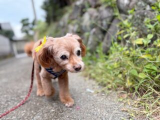 らいくんのんびりリラックス🍀
お散歩もルンルンだったね☺️

#ペットホテル#ドッグホテル#おうちホテル
#MIX