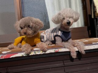 暖かく外にいても気持ちよかったね☀️
#ペットホテル
#24時間在中
#おうちホテル
#スコティッシュテリア
#トイプードル