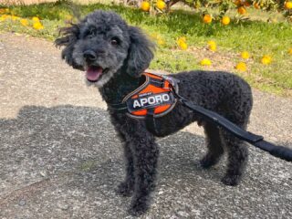 まろ太くん、あぽろくんいらっしゃい❣️
早速ワンプロしてたね🤣
元気で良き👍

#ペットホテル
#24時間在中
#おうちホテル
#スコティッシュテリア
#トイプードル