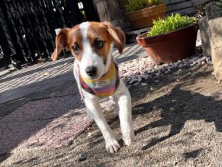 日帰り練習に来てくれたポンくん❣️
甘えん坊さんだったね♡
次はつぶ姉さんと一緒に練習頑張ろう٩( ᐛ )و
#ペットホテル
#ドッグホテル
#おうちホテル
#スコティッシュテリア
#ジャックラッセルテリア