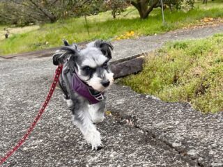 ぺぺちゃんいらっしゃい❣️
お泊まり頑張ろう٩( ᐛ )و
お散歩ルンルンだったね♡
#ペットホテル
#ドッグホテル
#おうちホテル
#スコティッシュテリア
#ミニチュアシュナウザー