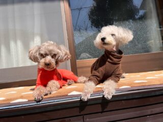 昼間はポカポカ日向ぼっこ日和♡
気持ち良かったですね〜
#ペットホテル
#24時間在中
#おうちホテル
#スコティッシュテリア
#トイプードル