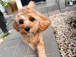 コロンちゃんみんなとも挨拶できたね😆
お散歩もルンルン♡
午後は疲れて爆睡してた🤭
#ペットホテル
#24時間在中
#おうちホテル
#MIX
#キャバプー