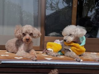 今日も日向ぼっこできたね❣️
また来週待ってるね╰(*´︶`*)╯♡
ありがとうございました😊
#ペットホテル
#24時間在中
#おうちホテル
#スコティッシュテリア
#トイプードル