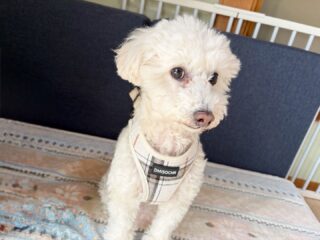 日帰り練習に来てくれたルルちゃん❣️
ママさん帰ってからガチガチ緊張してたけど、
甘えん坊して少し表情柔らかくなったね♡

#ペットホテル
#24時間在中
#おうちホテル
#スコティッシュテリア
#トイプードル