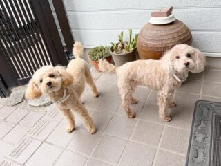 りんちゃん、ここちゃん今日ものんびりリラックス♡
お迎えまであと少しだよ〜

また遊びに来てね╰(*´︶`*)╯♡
ありがとうございました😊

#ペットホテル
#24時間在中
#おうちホテル
#スコティッシュテリア
#トイプードル