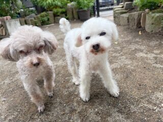 みんなお庭でクン活たくさんしてたね🍀

#ペットホテル
#24時間在中
#おうちホテル
#スコティッシュテリア
#トイプードル