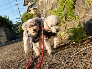 のんびり穏やか時間だったね♡

#ペットホテル
#24時間在中
#おうちホテル
#スコティッシュテリア
#トイプードル