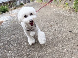 ルルちゃん長いお泊まり体調も崩さず頑張ったね👏
今頃お家でママさんに甘えてるかな☺️

また遊びに来てね╰(*´︶`*)╯♡
ありがとうございました😊

#ペットホテル
#24時間在中
#おうちホテル
#スコティッシュテリア
#トイプードル