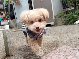 日帰り練習に来てくれたちょこちゃん❣️
お散歩も楽しそうにルンルンだったね♡

#ペットホテル
#24時間在中
#おうちホテル
#MIX