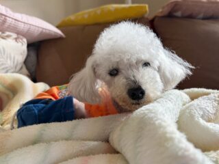 コーラくん、カールくん、クリークくん、まろんちゃんいらっしゃい❣️
チェックイン早々みんなのんびりリラックスだったね☺️
#ペットホテル
#24時間在中
#おうちホテル
#スコティッシュテリア
#トイプードル