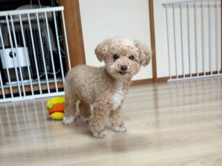 ちょこちゃんクルクル回ってオヤツ頂戴アピール🤣元気で良き!
初めてのお泊まり頑張ったね❣️
また遊びに来てね╰(*´︶`*)╯♡
ありがとうございました😊
#ペットホテル
#24時間在中
#おうちホテル
#MIX
