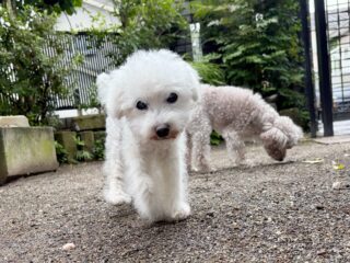 雨が降る前にお散歩行けてよかった♡
また遊びに来てね╰(*´︶`*)╯♡
ありがとうございました😊
#ペットホテル
#24時間在中
#おうちホテル
#スコティッシュテリア
#トイプードル