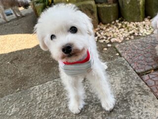コーラくん、カールくん、クリークくん、まろんちゃんいらっしゃい❣️
みんな早速お庭でクン活してたね🍀
#ペットホテル
#24時間在中
#おうちホテル
#スコティッシュテリア
#トイプードル