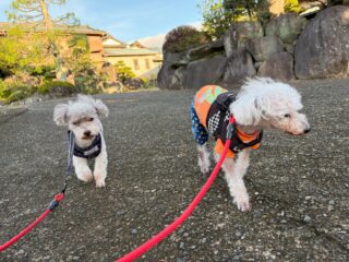 朝散歩涼しくのんびり歩けたね❣️
暑いけどみんな元気にお庭散策🍀

#ペットホテル#24時間在中#おうちホテル
#アットホーム#トイプードル