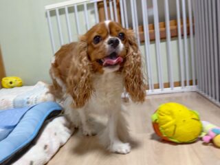 ルルちゃんいらっしゃい❣️
久しぶりだね〜😆
雨が上がった隙にお散歩行けてよかった😭

〜・〜・〜・〜・〜・〜・〜・〜・〜・〜・〜・〜
大切なご家族が安心して過ごせるように、
一頭一頭のペースに合わせて、
お家のようにリラックスできる時間を心がけています🍀

「預けるのが初めてで心配…」
そんな飼い主さまにも安心していただけるよう、愛情を込めてお預かりしています😊💕

お気軽にお問い合わせください🐾

#ペットホテル#24時間在中#おうちホテル
#アットホーム#キャバリア