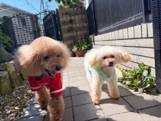 ぷーくん、コロくんいらっしゃい❣️
本番前にもう一回日帰り練習！！
前回より慣れてくれたね😊

#ペットホテル#24時間在中#おうちホテル
#アットホーム#トイプードル