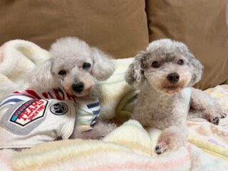 コーラくん、カールくん、クリークくん、まろんちゃんいらっしゃい❣️
また雨だよ〜😭
みんなテンション低く寝て曜日だったね😴

#ペットホテル#24時間在中#おうちホテル
#アットホーム#トイプードル