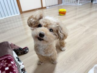 ちょこちゃん雨でまたお散歩行けないね😢
今日も懲りずに遊びに誘ったけど興味なし🤣

#ペットホテル#ドッグホテル#おうちホテル
#MIX